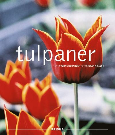 Tulpaner