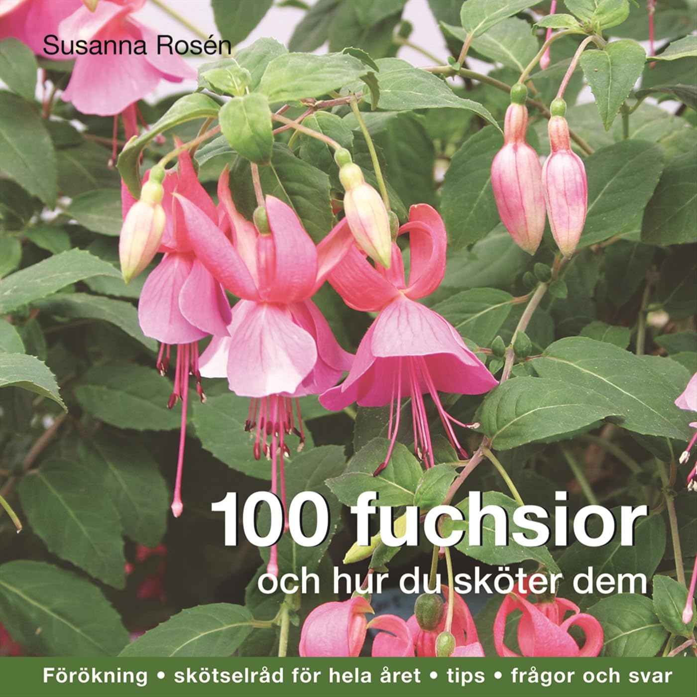 100 fuchsior och hur du sköter dem