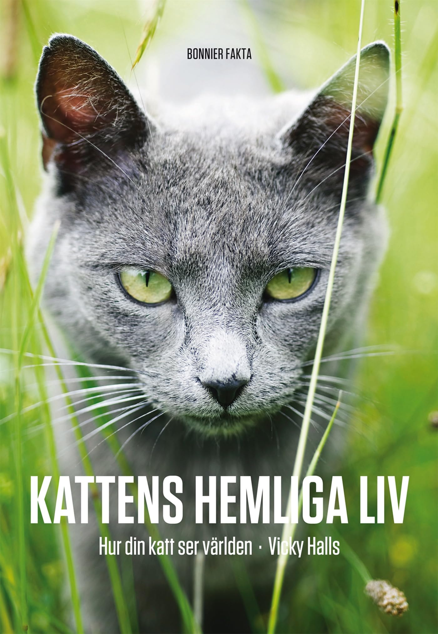 Kattens hemliga liv : hur din katt ser på världen