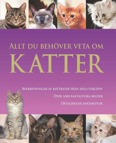 Allt du behöver veta om katter